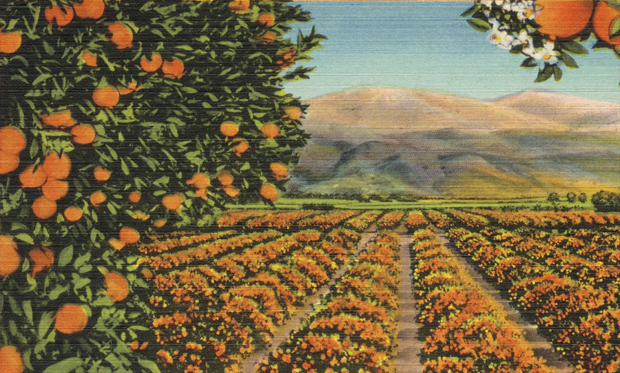 Greetings From Oranges Mural Wallpaper