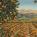 Greetings From Oranges Mural Wallpaper - pure wallpaper artwork