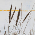 Sea Grass I Mural Wallpaper - pure wallpaper artwork