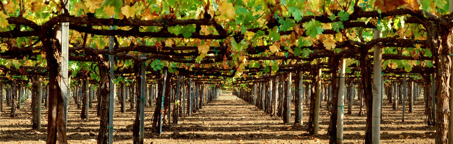 Vineyard Roofing Mural Wallpaper