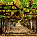 Vineyard Roofing Mural Wallpaper - pure wallpaper artwork