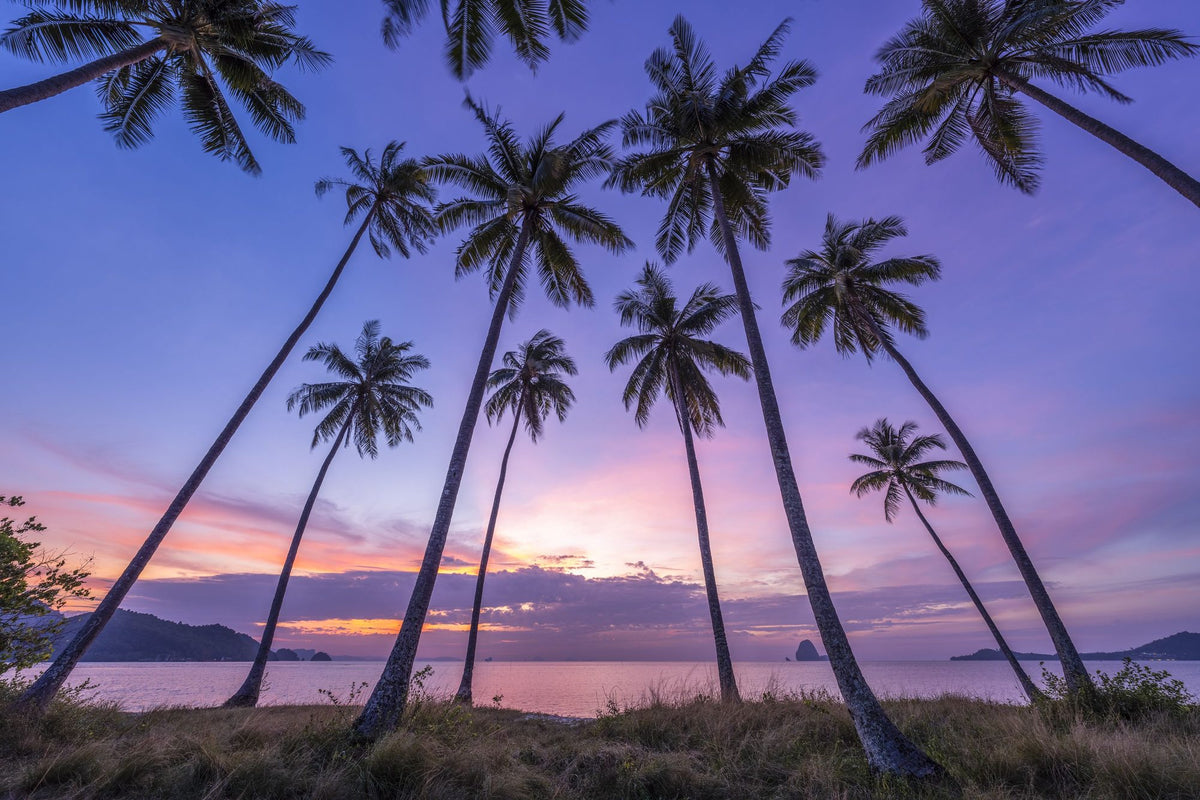 Sunset Palm Vista Mural Wallpaper - pure wallpaper artwork