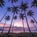 Sunset Palm Vista Mural Wallpaper - pure wallpaper artwork