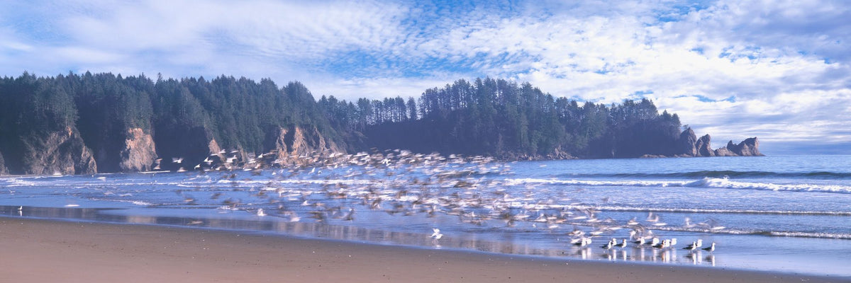 Seagull Beach Mural Wallpaper - pure wallpaper artwork