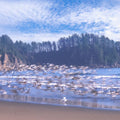 Seagull Beach Mural Wallpaper - pure wallpaper artwork