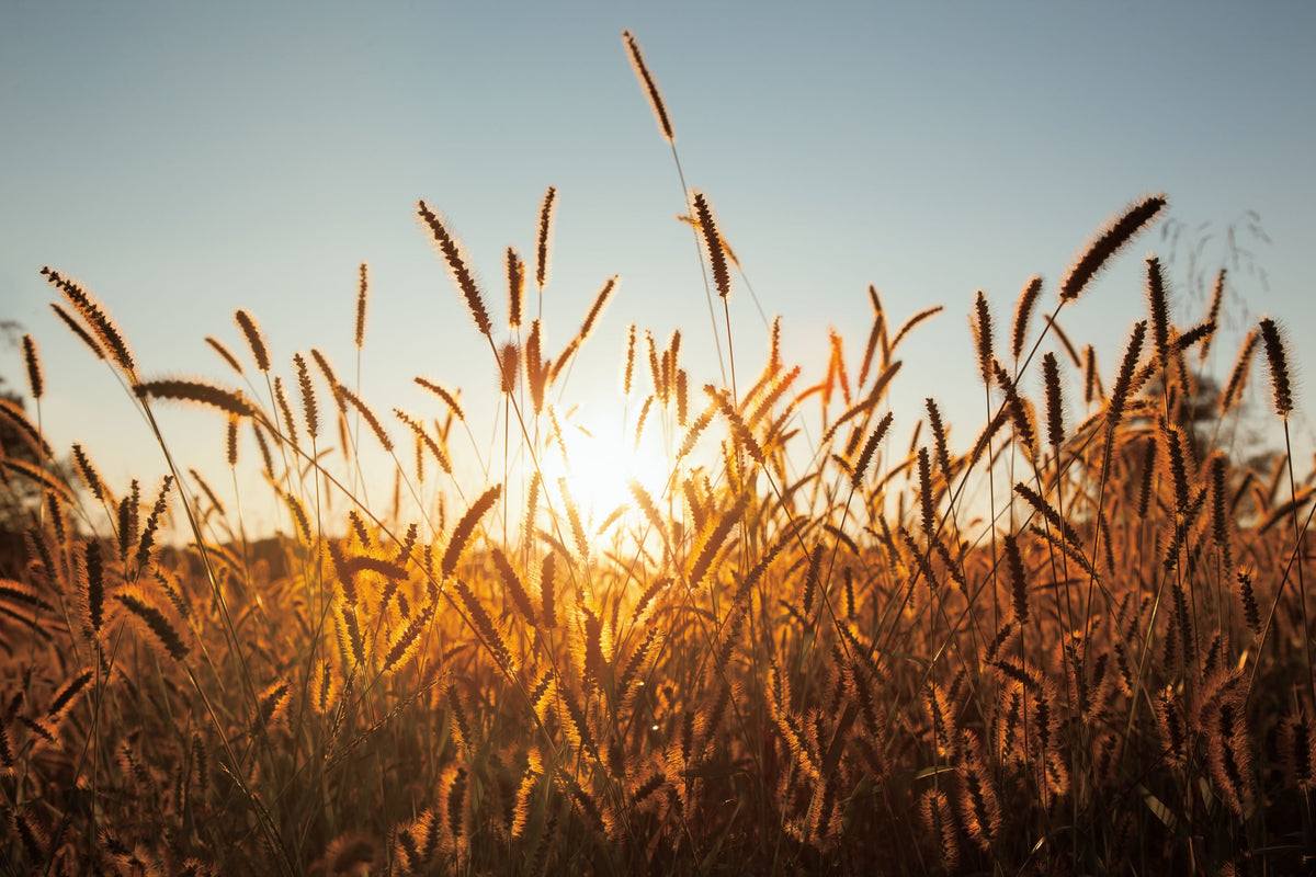 Morning Grain Mural Wallpaper - pure wallpaper artwork