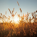 Morning Grain Mural Wallpaper - pure wallpaper artwork