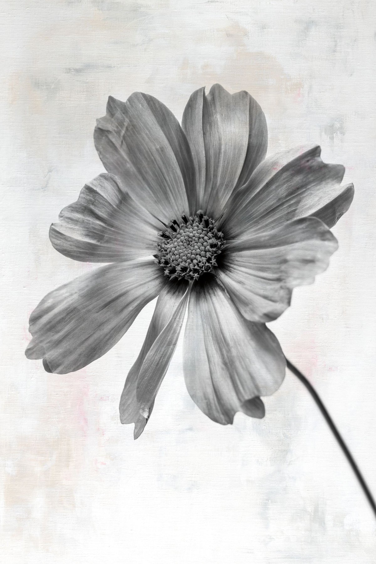 Wonderful Wildflowers XII Neutral Mural Wallpaper - pure wallpaper artwork