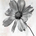 Wonderful Wildflowers XII Neutral Mural Wallpaper - pure wallpaper artwork