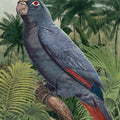 Jungle Parrot II Blue Mural Wallpaper - pure wallpaper artwork