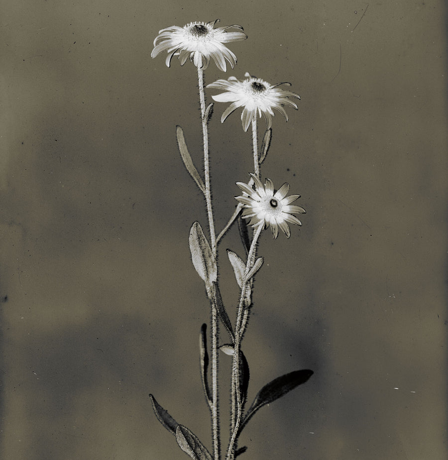 Glass Plate Botanical III Mural Wallpaper