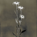 Glass Plate Botanical III Mural Wallpaper - pure wallpaper artwork