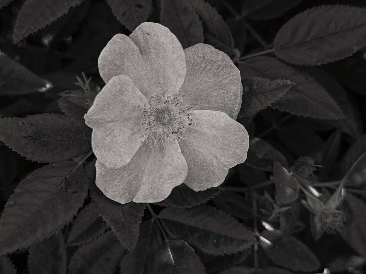 Wild Rose BW II Mural Wallpaper - pure wallpaper artwork