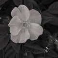 Wild Rose BW II Mural Wallpaper - pure wallpaper artwork