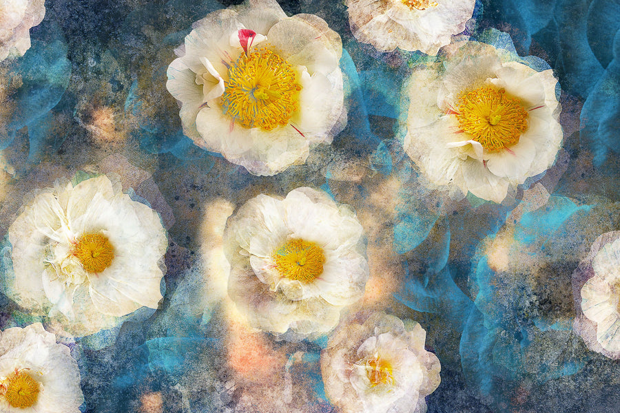 Camellia Blossoms Mural Wallpaper