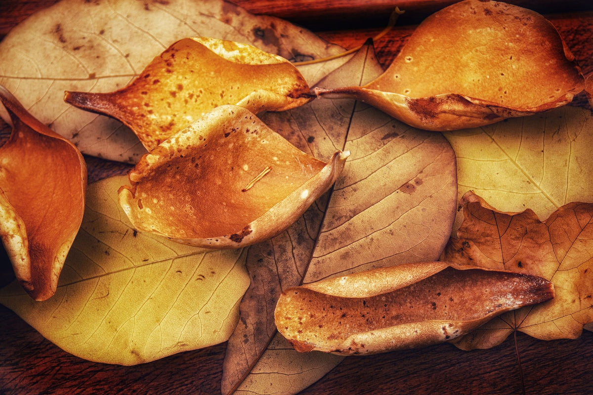 Autumn Mood Mural Wallpaper - pure wallpaper artwork