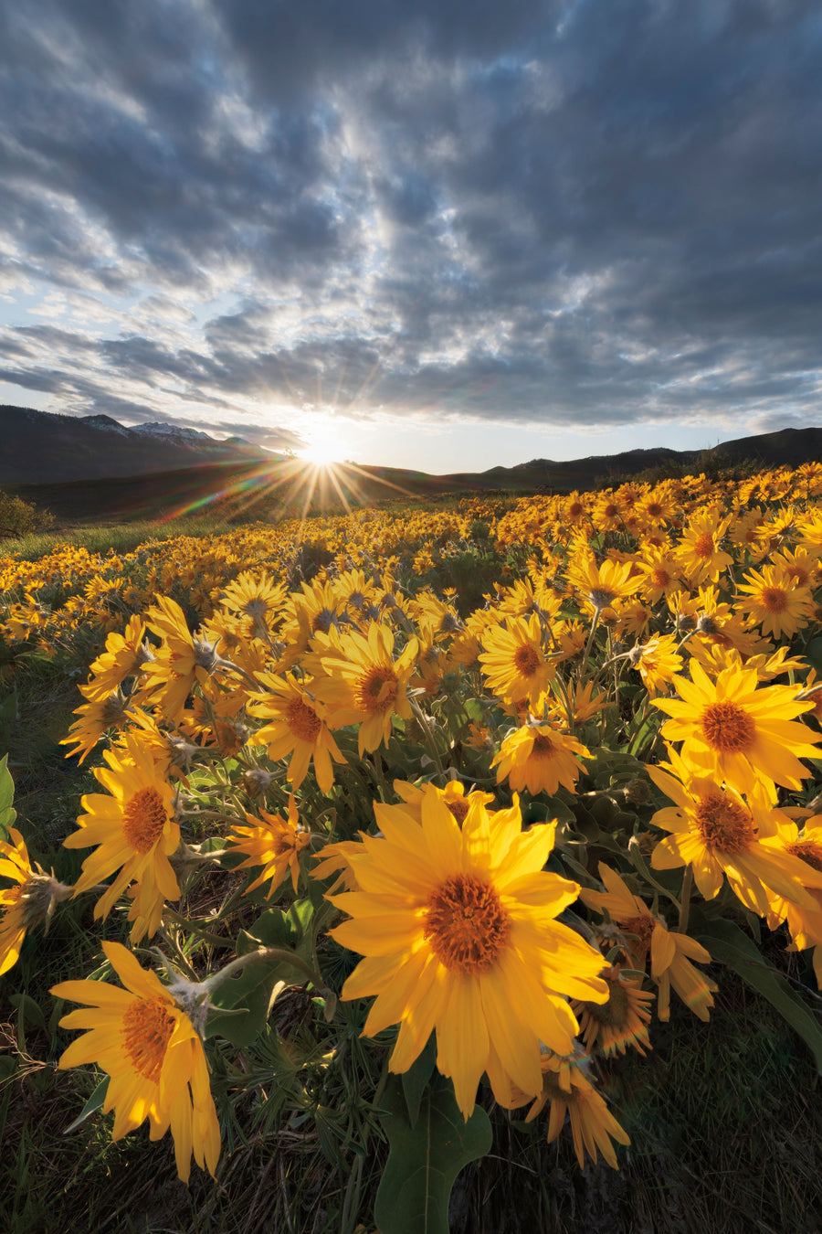 Methow Valley Wildflowers III Mural Wallpaper