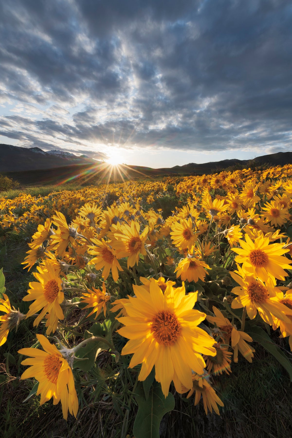 Methow Valley Wildflowers III Mural Wallpaper - pure wallpaper artwork