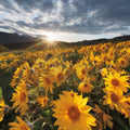 Methow Valley Wildflowers III Mural Wallpaper - pure wallpaper artwork