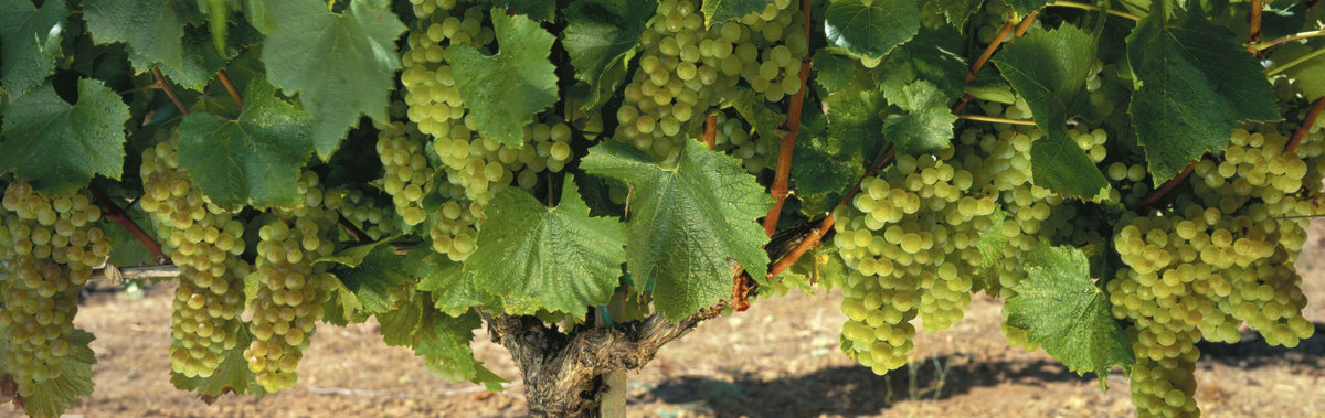 Napa Chardonnay Grapes Mural Wallpaper - pure wallpaper artwork