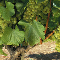 Napa Chardonnay Grapes Mural Wallpaper - pure wallpaper artwork