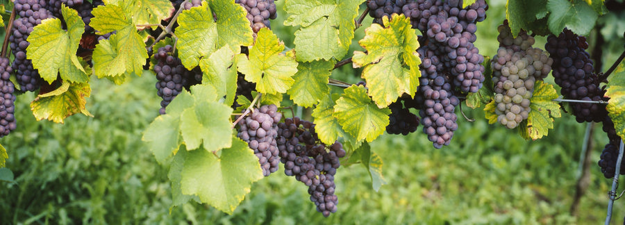 Vineyard Harvest Mural Wallpaper