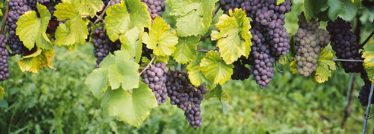 Vineyard Harvest Mural Wallpaper - pure wallpaper artwork