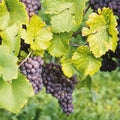 Vineyard Harvest Mural Wallpaper - pure wallpaper artwork