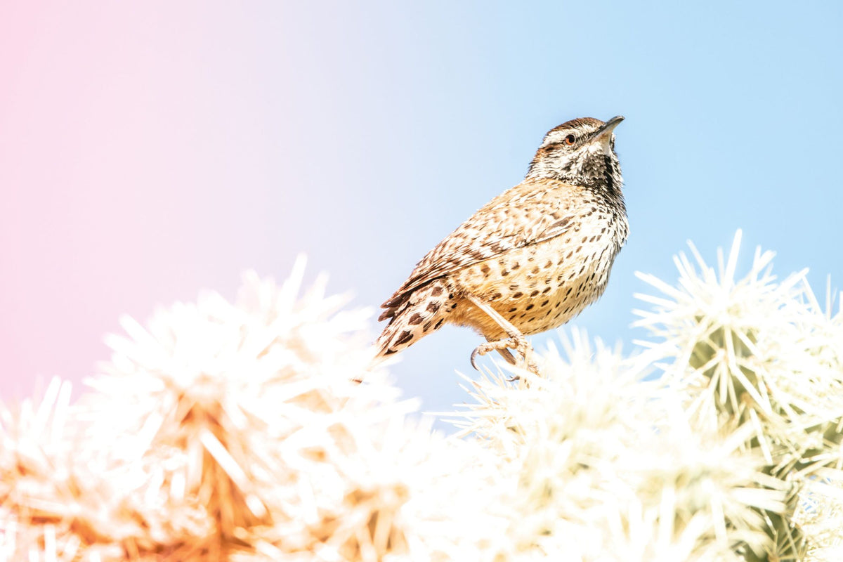 Desert Song Mural Wallpaper - pure wallpaper artwork