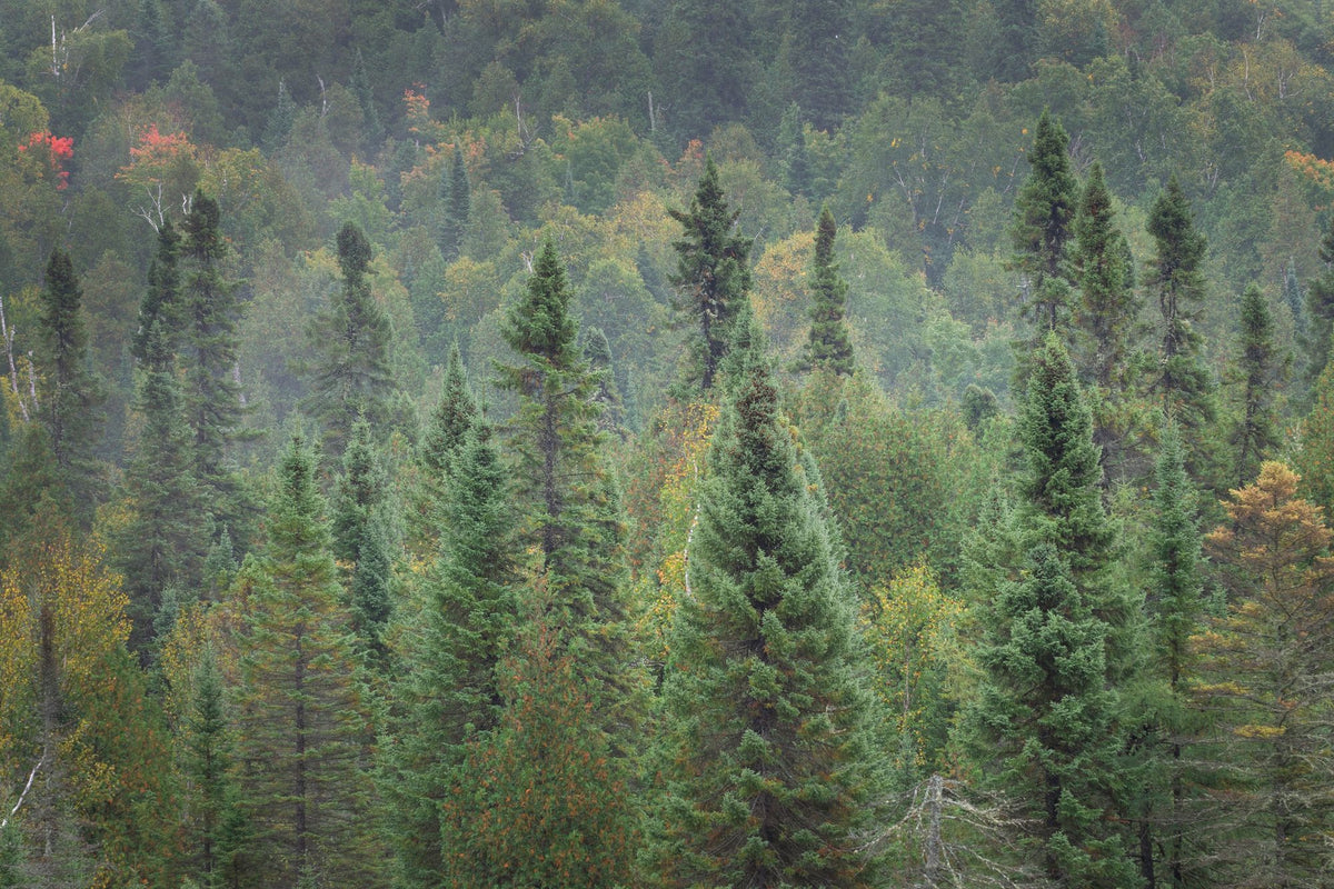 Superior Forest Mural Wallpaper - pure wallpaper artwork