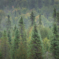 Superior Forest Mural Wallpaper - pure wallpaper artwork