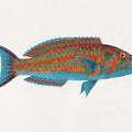 Polynesian Fish Mural Wallpaper - pure wallpaper artwork