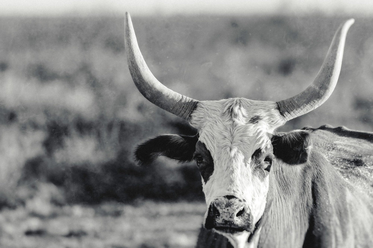 High Desert Herd BW Mural Wallpaper - pure wallpaper artwork