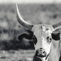 High Desert Herd BW Mural Wallpaper - pure wallpaper artwork