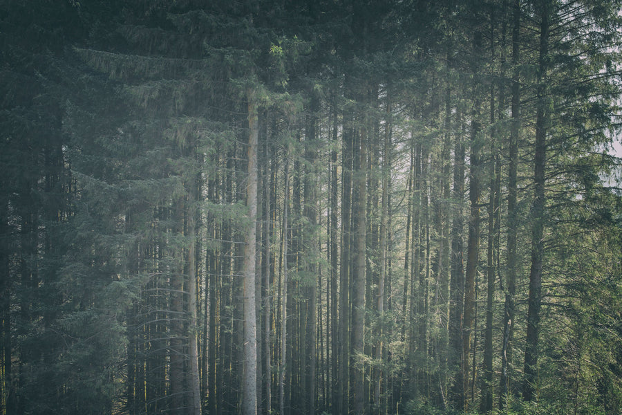 Dappled Forest Mural Wallpaper