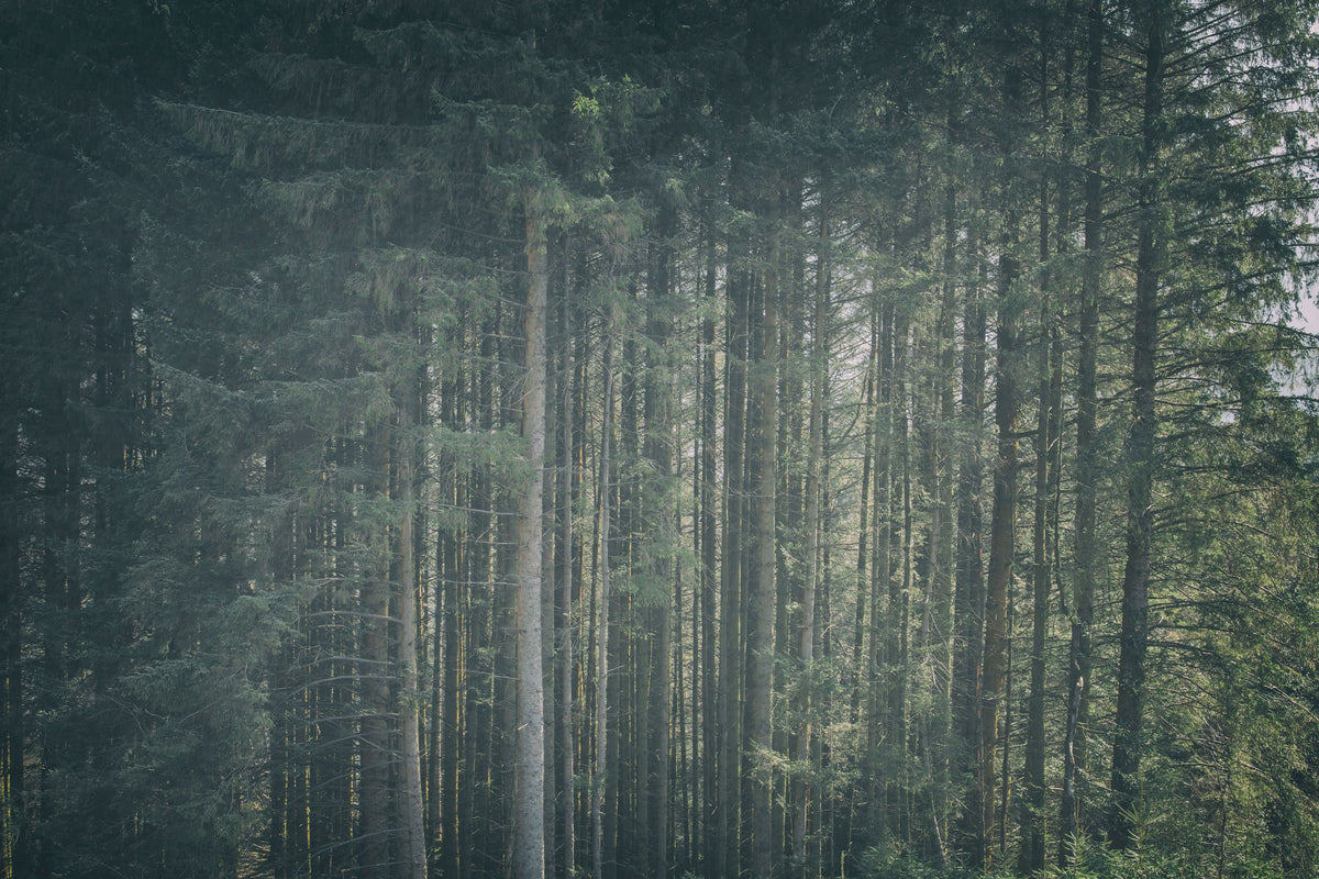 Dappled Forest Mural Wallpaper - pure wallpaper artwork
