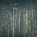Dappled Forest Mural Wallpaper - pure wallpaper artwork