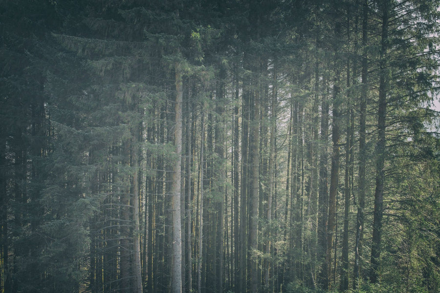 Forest Wallpaper Mural – Woodland Wall Mural – Dappled Forest printable artwork