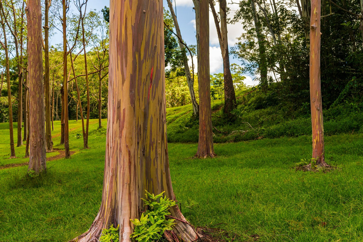 Rainbow Eucalyptus Mural Wallpaper - pure wallpaper artwork