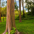 Rainbow Eucalyptus Mural Wallpaper - pure wallpaper artwork