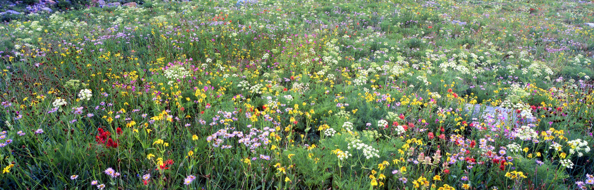 Technicolor Meadow Mural Wallpaper - pure wallpaper artwork