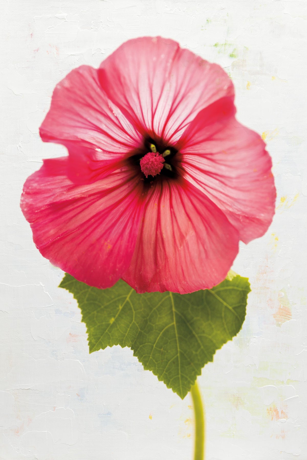 Wonderful Wildflowers III Mural Wallpaper - pure wallpaper artwork