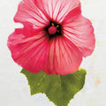 Wonderful Wildflowers III Mural Wallpaper - pure wallpaper artwork