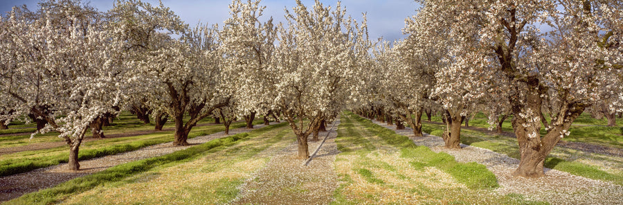Blooming Almond Grove Mural Wallpaper