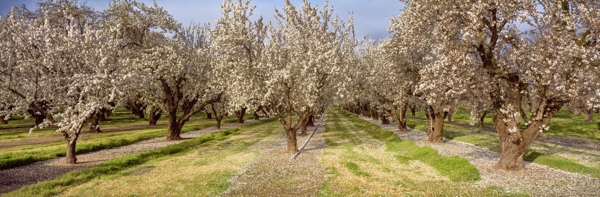 Blooming Almond Grove Mural Wallpaper - pure wallpaper artwork