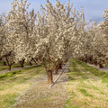 Blooming Almond Grove Mural Wallpaper - pure wallpaper artwork