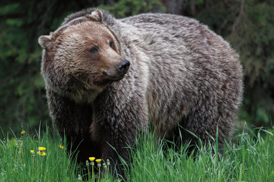 British Columbia Grizzly in a Field Mural Wallpaper