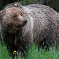 British Columbia Grizzly in a Field Mural Wallpaper - pure wallpaper artwork