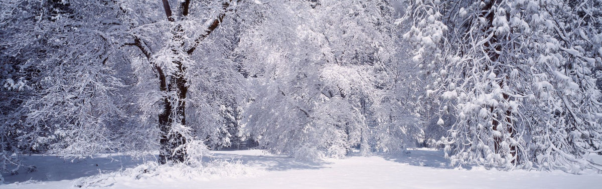 Winter Stillness Mural Wallpaper - pure wallpaper artwork