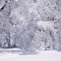 Winter Stillness Mural Wallpaper - pure wallpaper artwork